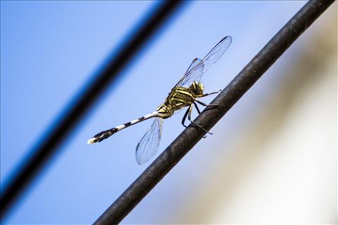 Dragonfly